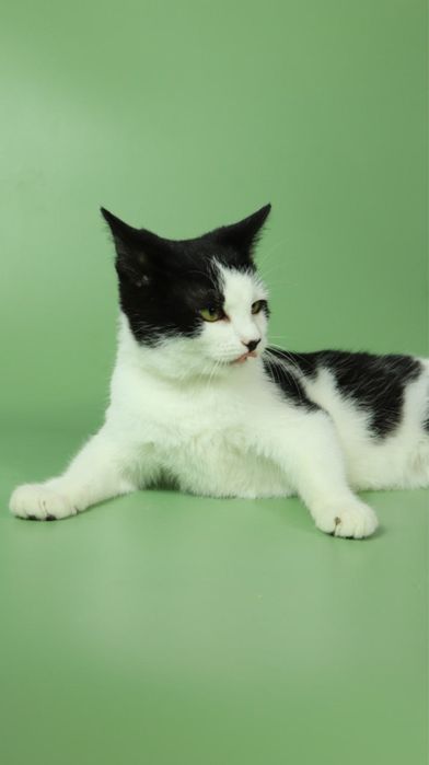 Киця, котеня 5 місяців, кошка, котики, котёнок, котята з притулку