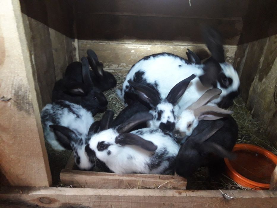 Króliki młode srokacze