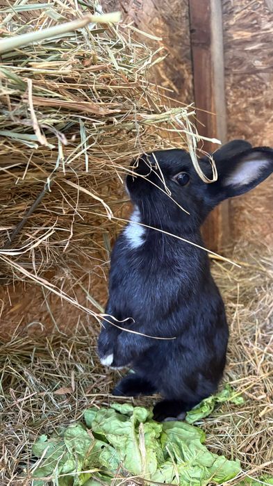 SIANKO dla królików i gryzoni 0,5kg
