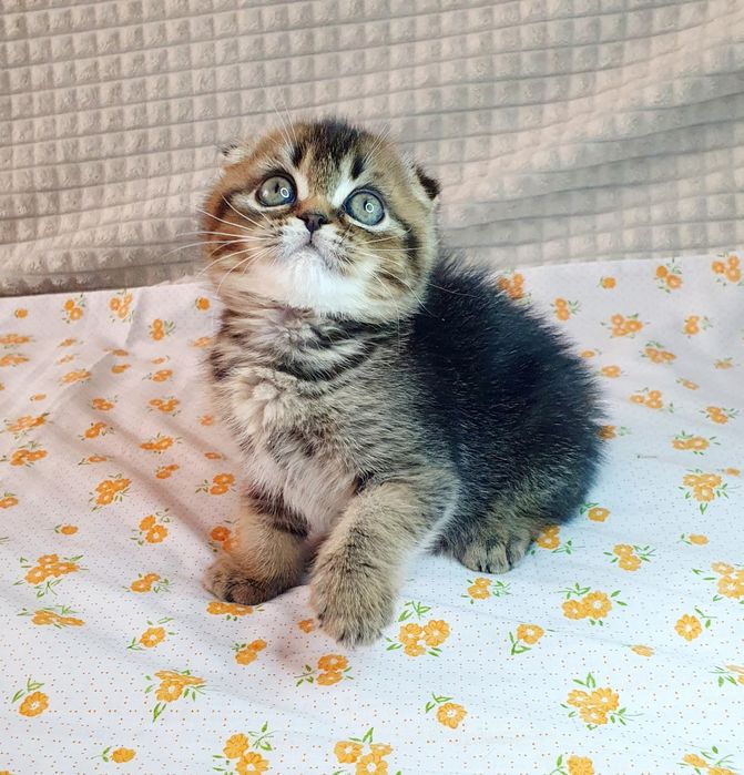 Шотландський котик