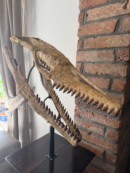 Oryginalna czaszka dinozaura Mozozaur Mososaurus