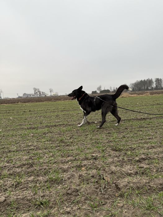 KORNEL do pilnej adopcji!