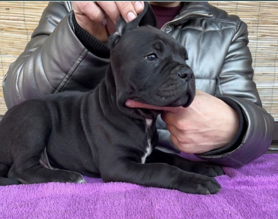 Cane Corso mocny Pies