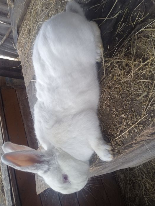 Житомирська область