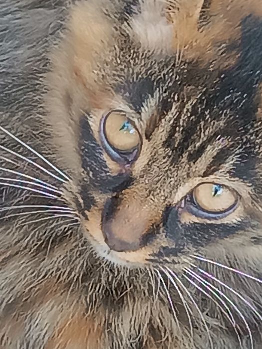 продам молодого сибирского кота