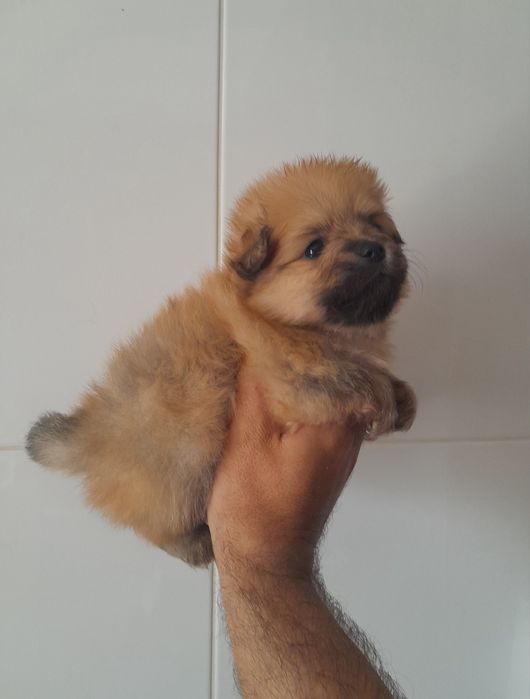 Lulu da Pomerânia