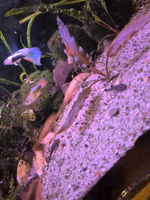 Zbroiniki z własnej hodowli