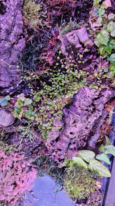 Terrarium tropikalne paludarium bioaktywne