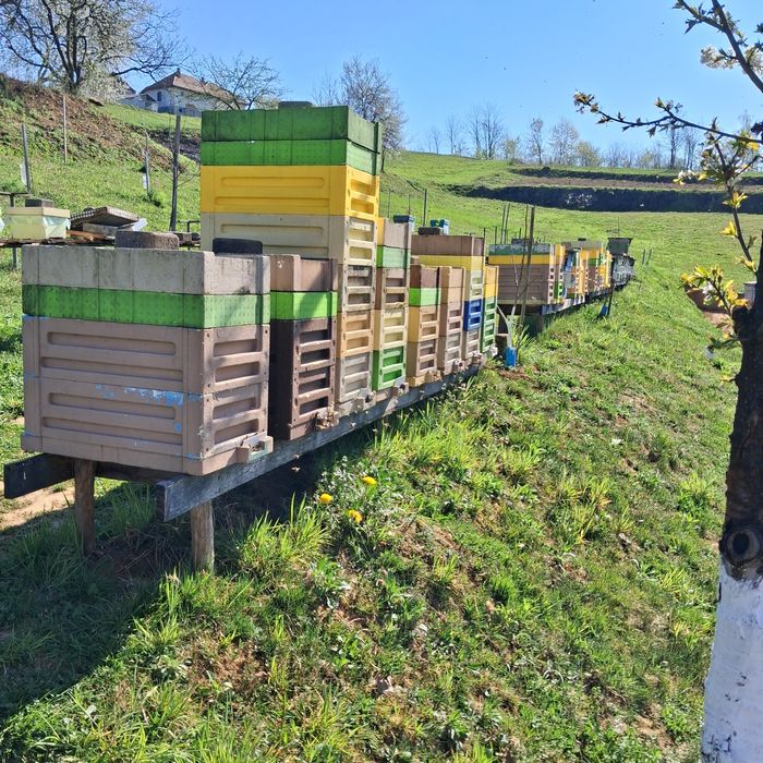 Продаж   бджолопакети