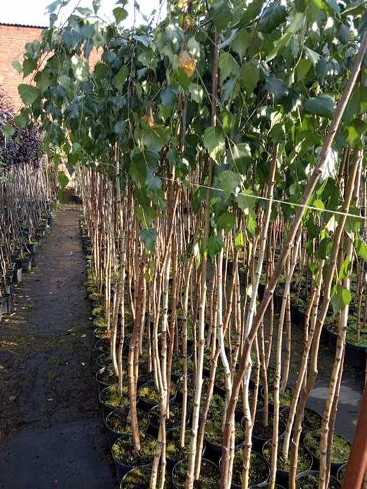 Brzoza ,, Youngii" Pendula