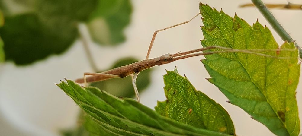 Patyczaki, straszyki