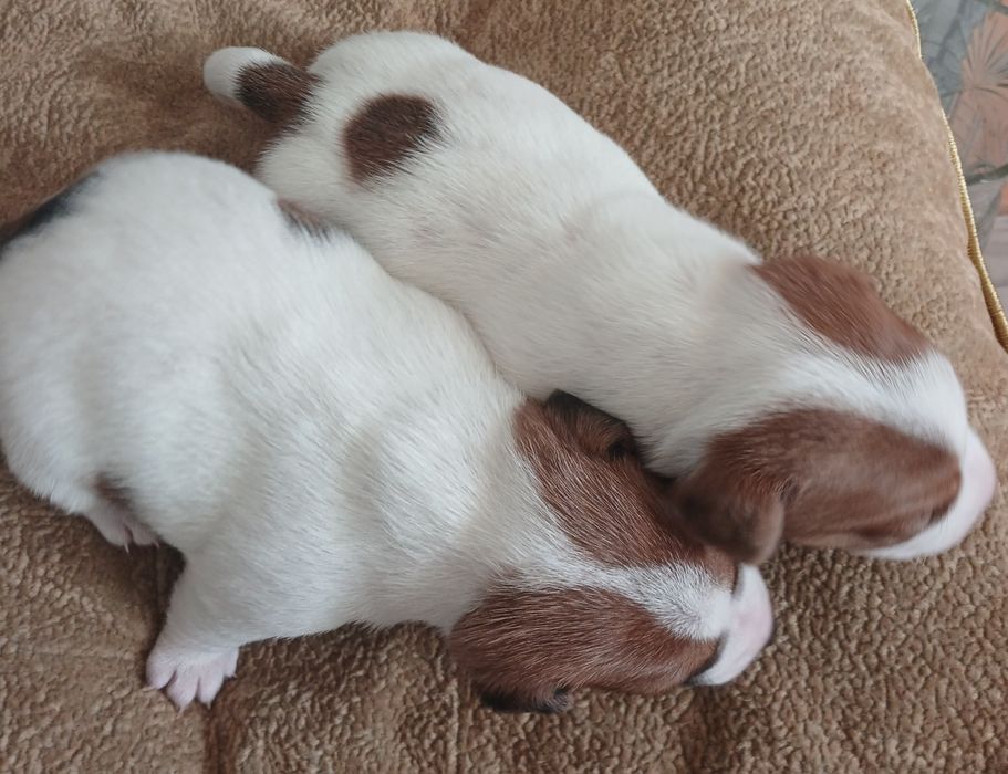 Обаятельные щенки Джек Рассел терьера-ваш  верный  друг!