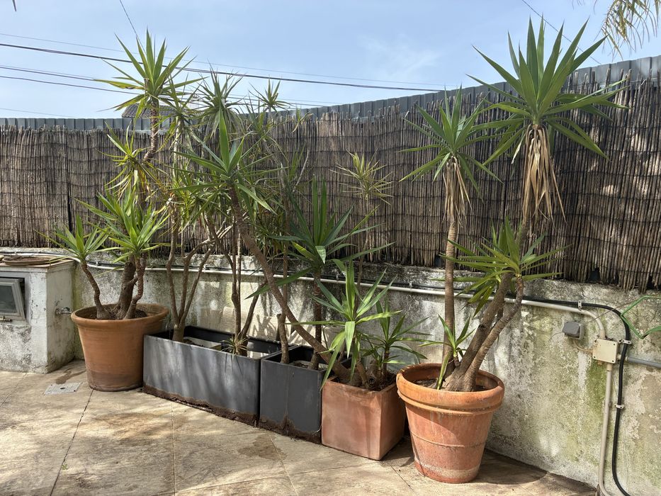 Conjunto de yuccas adultas em vasos – jardim pronto