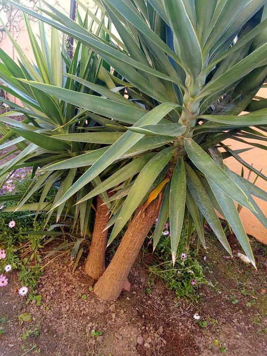 Yucca já bastante desenvolvida