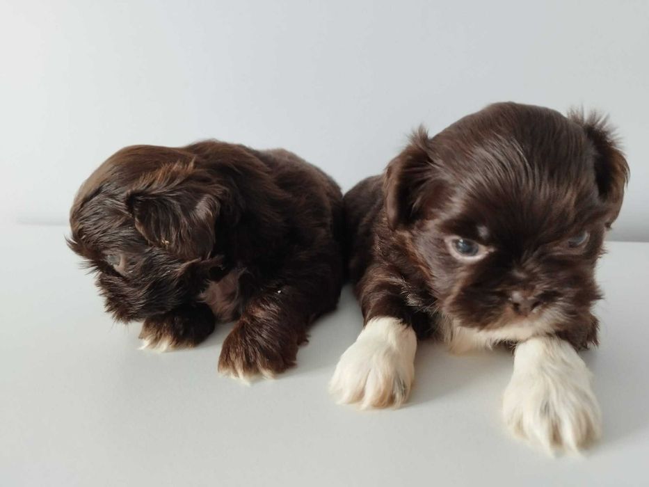 *** Shih Tzu Prześliczne Czarne Maluszki Wielkości Yorka ***
