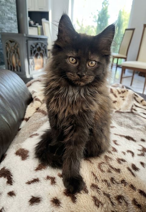 Maine Coon kotka z rodowodem FPL