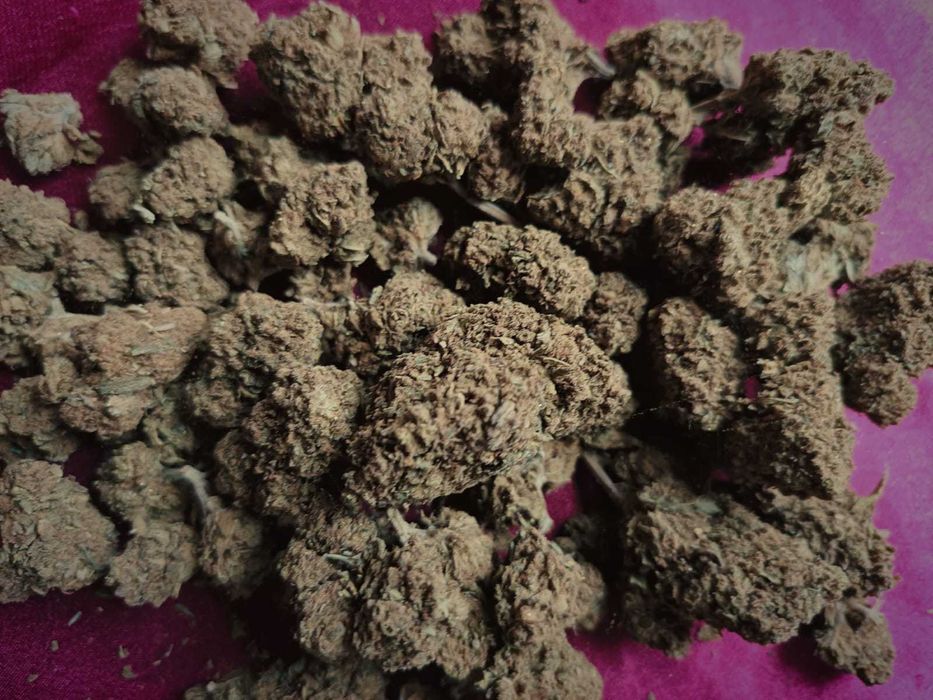 100 gram suszu CBD AK-47