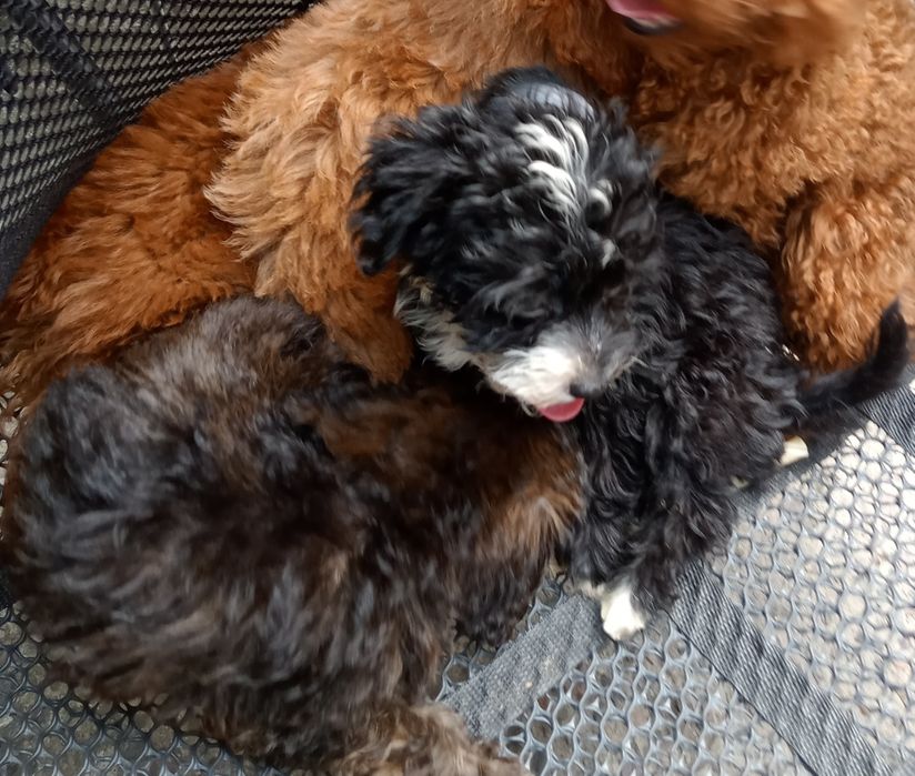 Хлопченя Мальтіпу суперовий,міні.