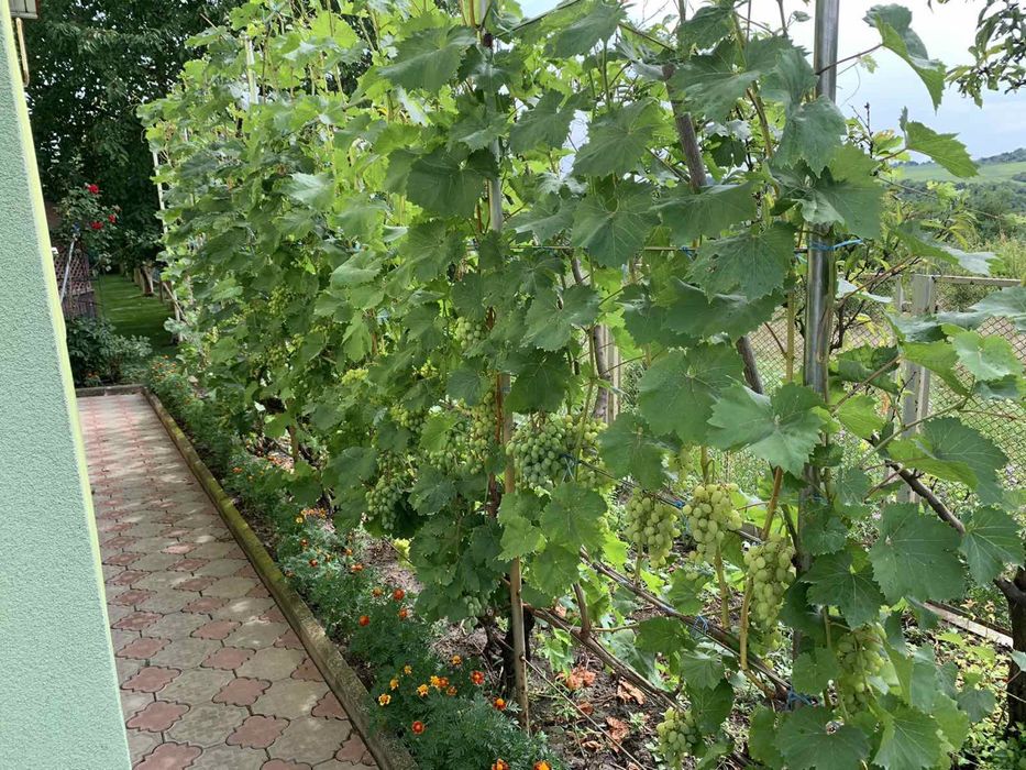 Продам будинок в Гусятині