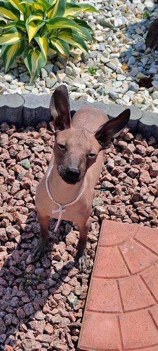 Nagi Pies Meksykański miniaturowy   Riki Xolo Badania DNA