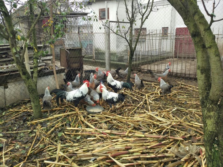 Яйця інкубаційні Легорн Леггорн срібний