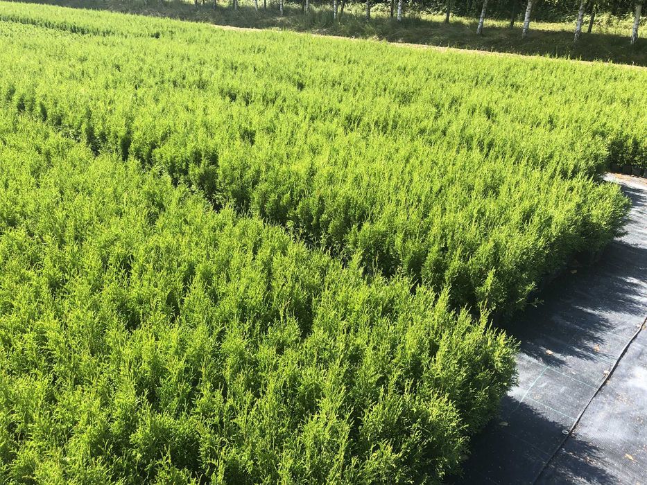 tuja szmaragd P9 50 cm sadzonka premium!!!