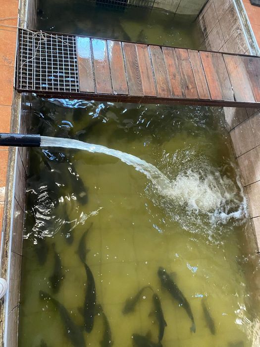 Sprzedaż karpia tołpygi amura