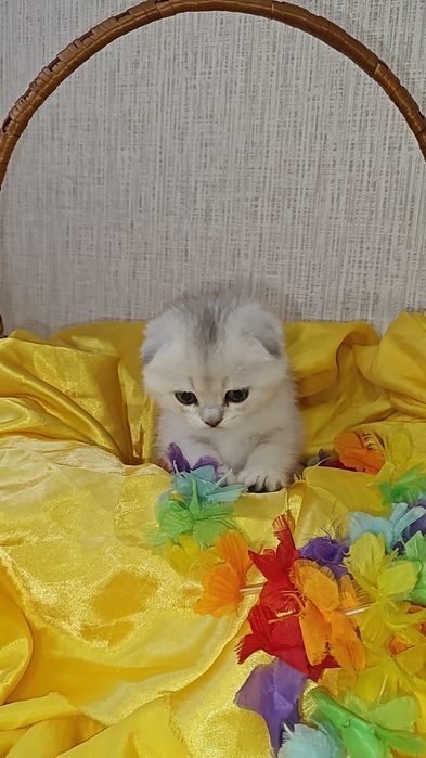 Вислоухие малыши серебристая шиншилла