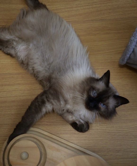 Gatinho para adoção responsável (LER DESCRIÇÃO)