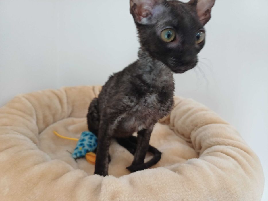 CORNISH REX - Dostępna kotka o imieniu CARMEN Hodowla: MatiMalwa*PL