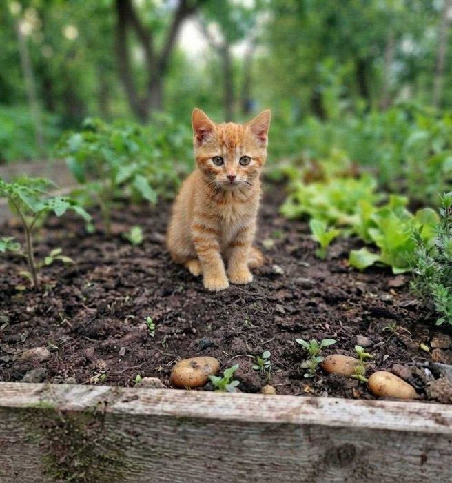 Віддам кошеня у добрі руки!