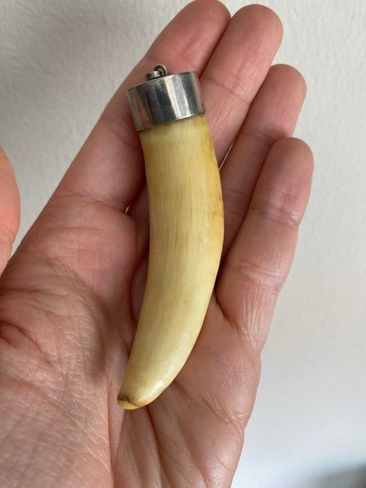 Dente de Cachalote