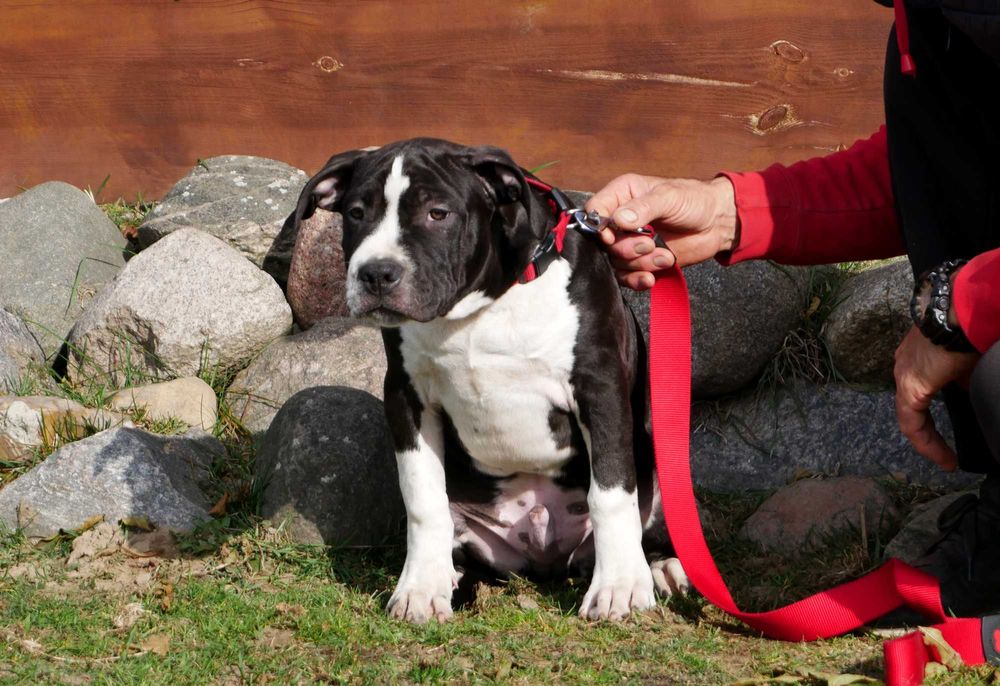 American Staffordshire Terrier ZKwP, Amstaff FCI, mocny piesek WINETOO