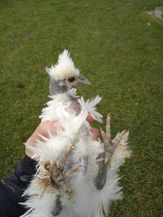 Китайські шовкові кури,  шовкові кури фрізлі, кури Satin