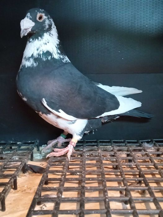 Gołębie staropolskie