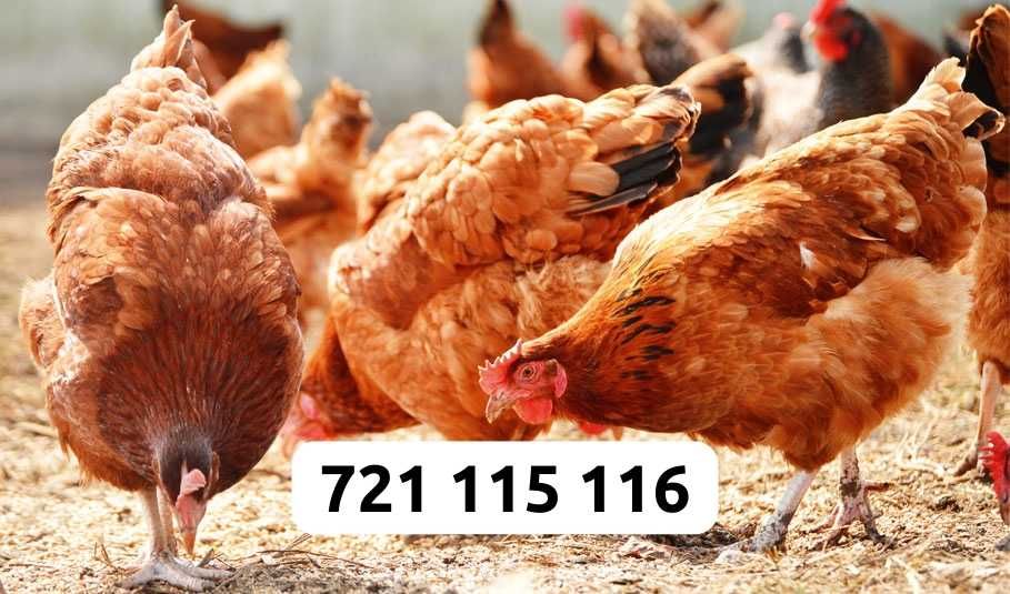 Kury Nioski Dowóz Gratis Cała Polska