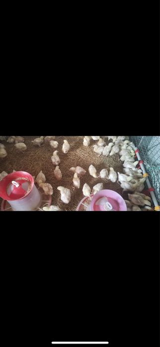 Яйце інкубаційне бройлер