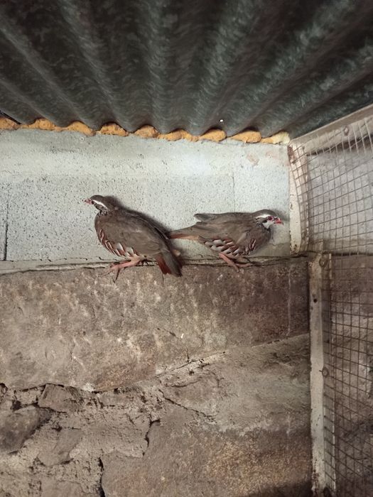 Vendo casal de perdiz 45 euros motivo desistência da espécie