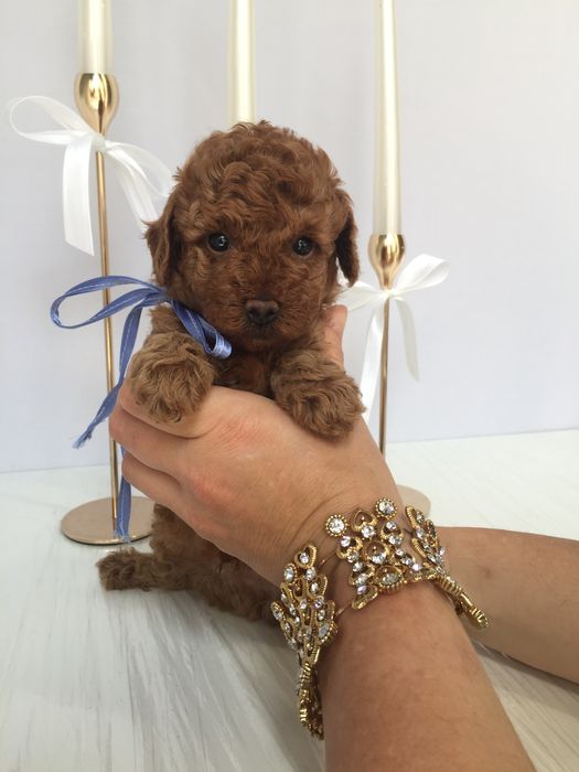 Залишилось всього 3 Чарівні Той-Пуделя