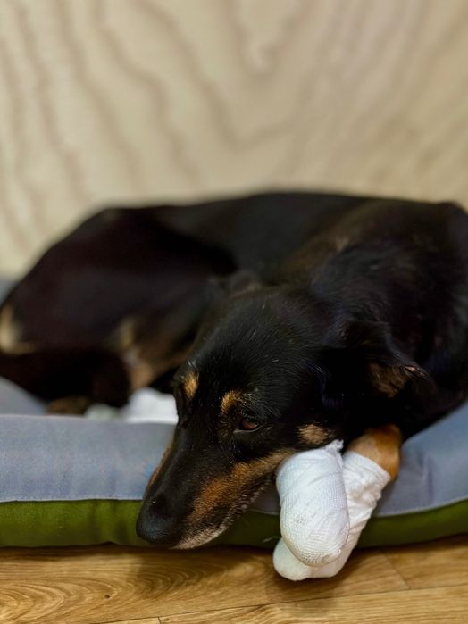 Собака над якою знущались врятуй собаку притулку собака дівчинка