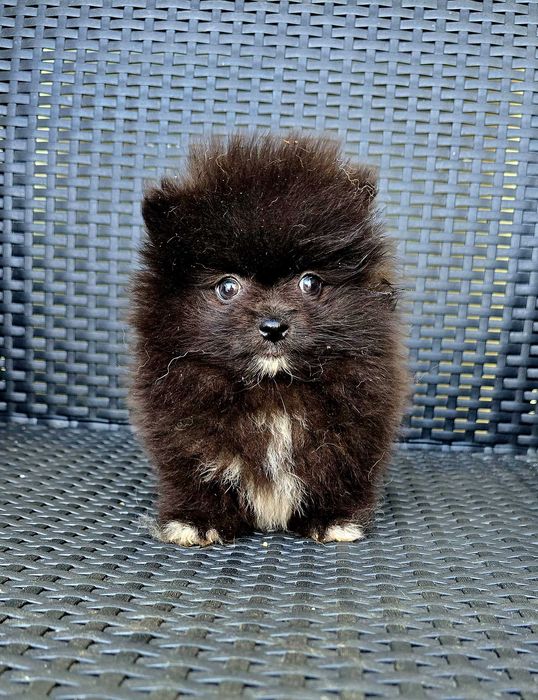 Lulu da Pomerânia
