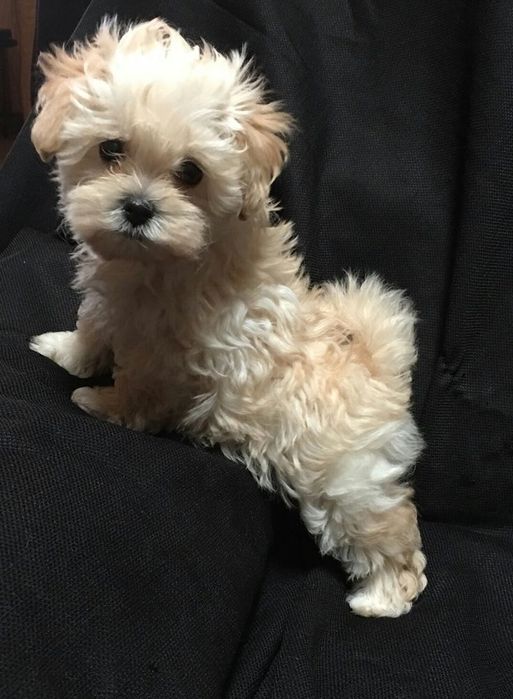 Чарівний мальтипу/maltipoo F1 VIP