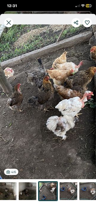 Galinhas brahama perdiz