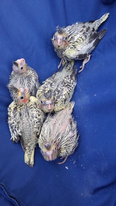 Caturras para acabar de criar a mão
