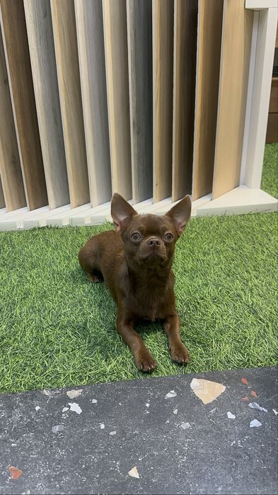Чихуахуа . Мальчик .Вязка. Ищем невесту