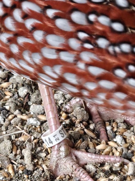 Sprzedam parę bazantów