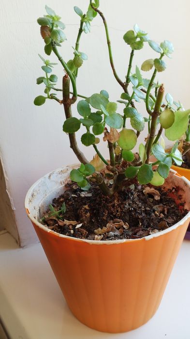 Каланхоэ, отдам бесплатно