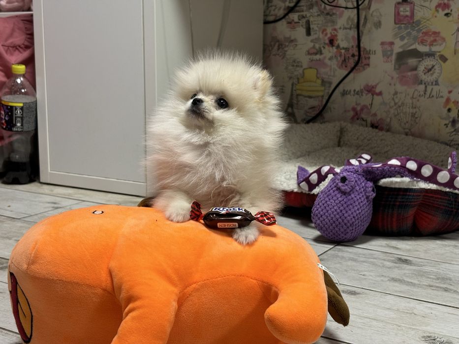 Дівчинка мікро помка