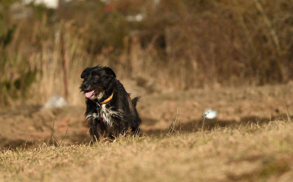 Cleo szuka domu, suczka, młoda