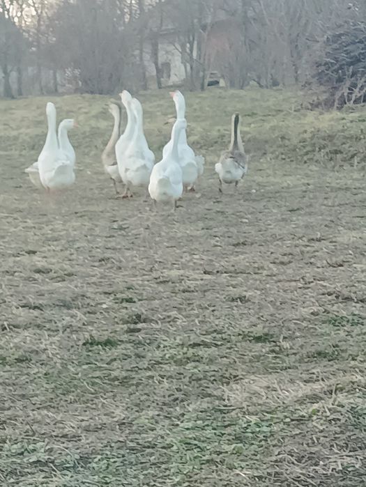 Продам гуси білі сірі